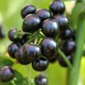 sunberry
